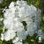 Phlox paniculata white.jpg